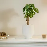 THE JUNGLE Apartment am Zoo - NETFLIX + WiFi inklusive